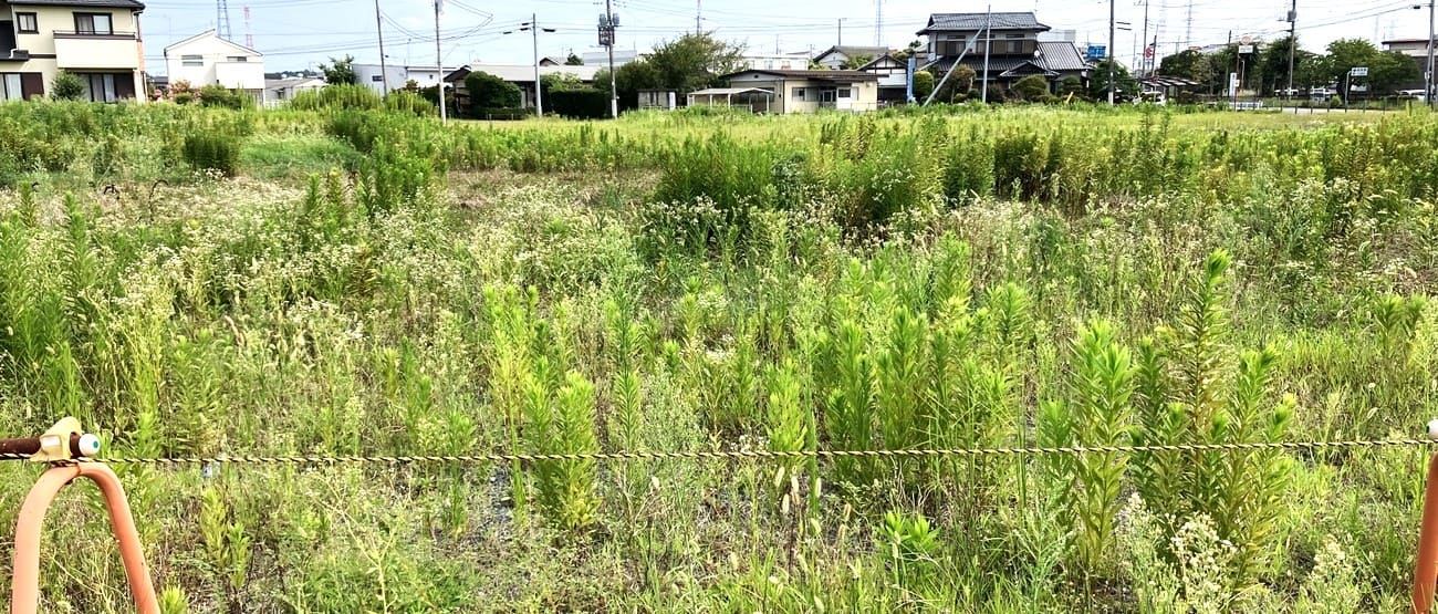 空き地の雑草放置